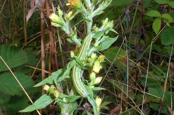 Cucullia (Cucullia) asteris, Noctuidae